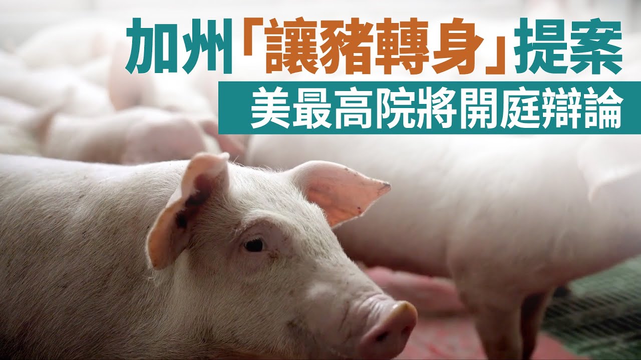 加州「讓豬轉身」提案 美最高院將開庭辯論