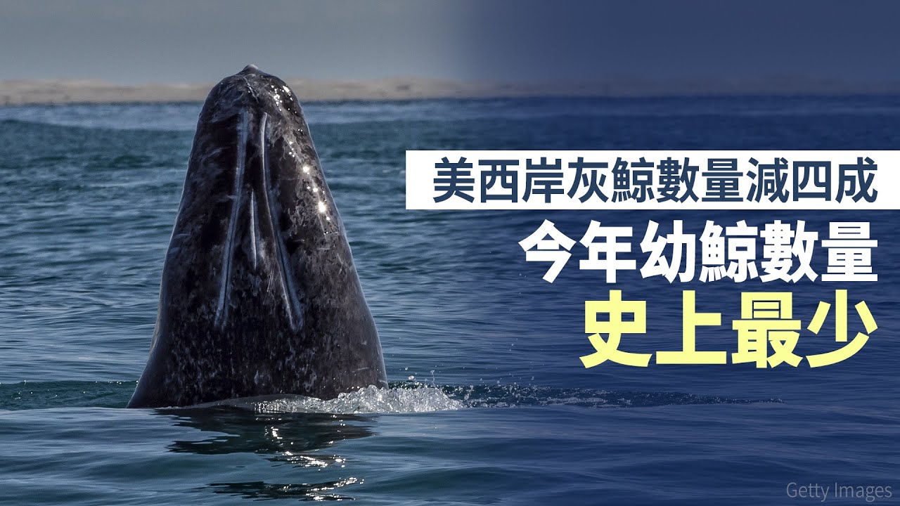 美西岸灰鯨數量減四成 今年幼鯨數量史上最少