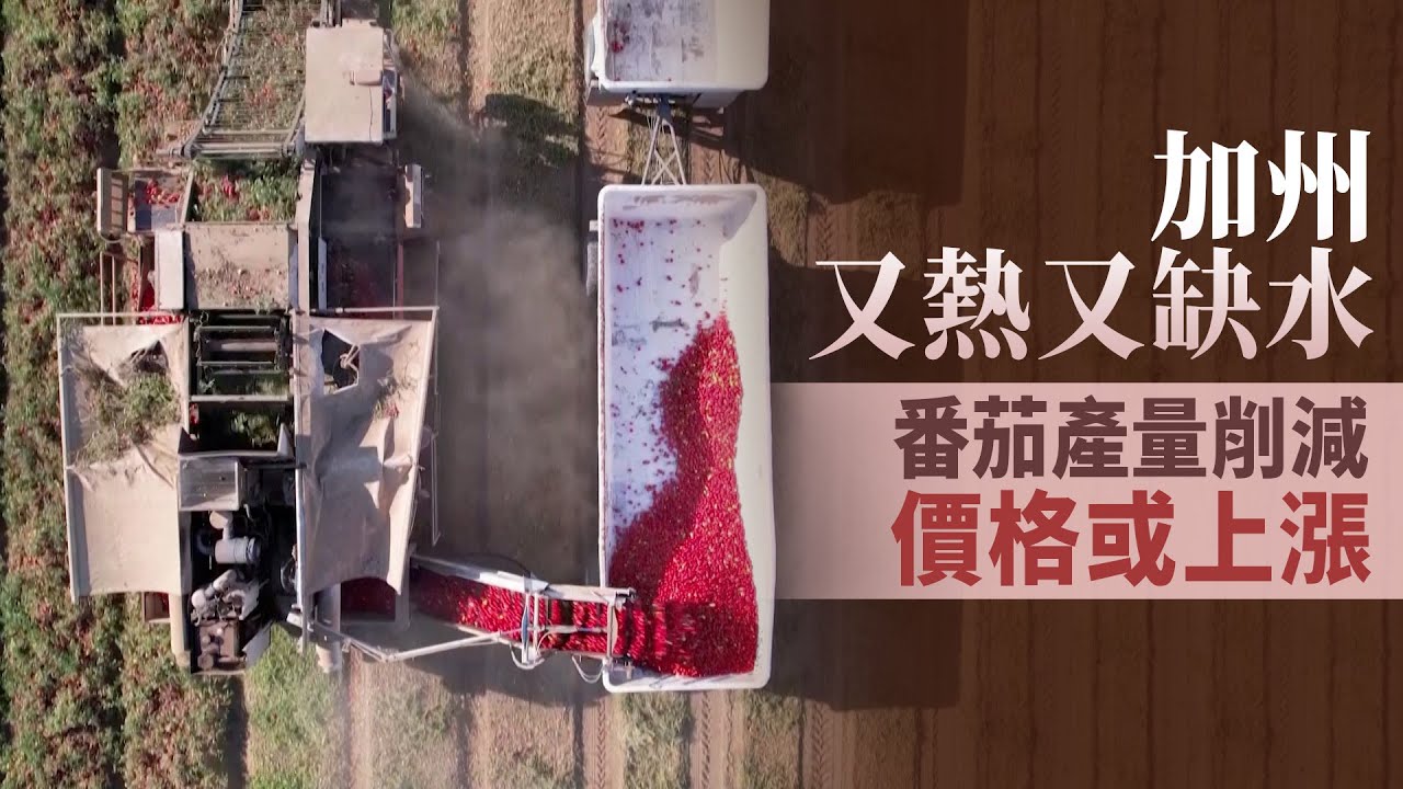 加州又熱又缺水 番茄產量削減價格或上漲