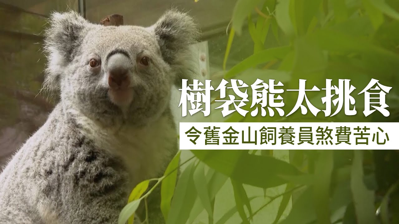 樹袋熊太挑食 令舊金山飼養員煞費苦心