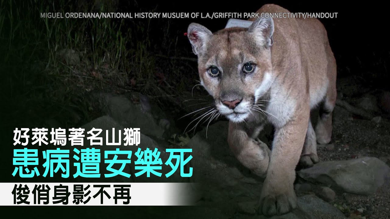 好萊塢著名山獅患病遭安樂死 俊俏身影不再