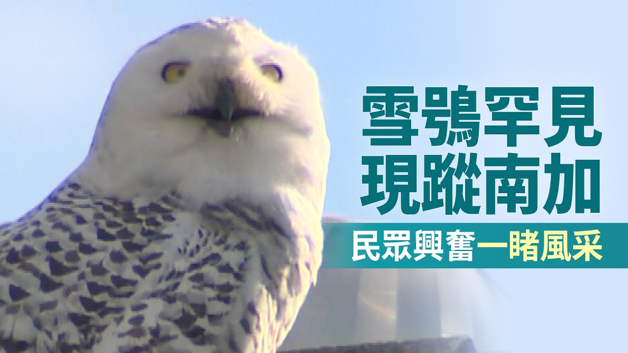 雪鴞罕見現蹤南加 民眾興奮一睹風采