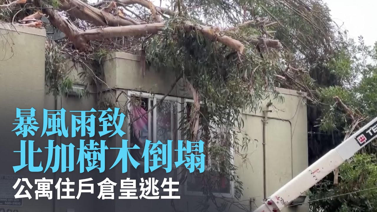 暴風雨致北加樹木倒塌 公寓住戶倉皇逃生