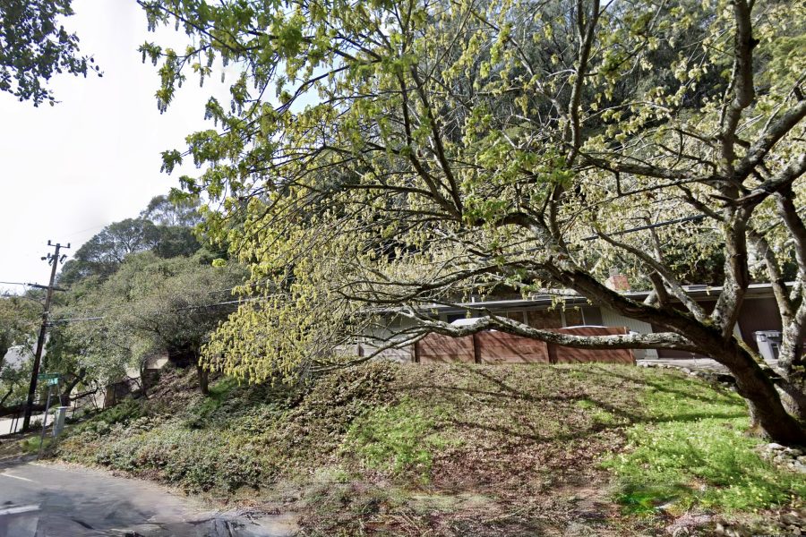 無證砍樹38棵 　奧克蘭房主恐被重罰近百萬